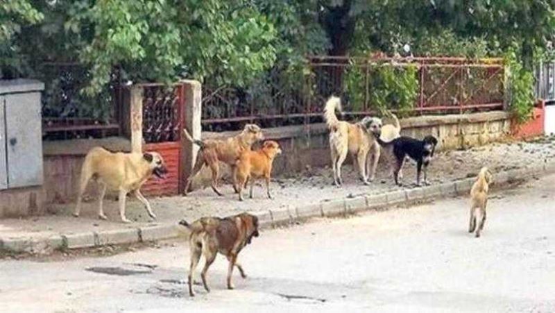 Sokak Köpeklerinin Saldırdığı Lise Öğrencisi Öldü