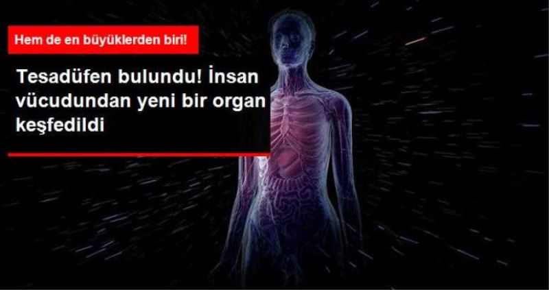 İnsan Vücudunda Yeni Bir Organ Keşfedildi